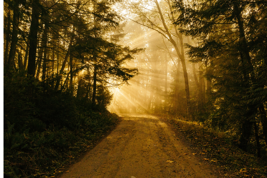 path through forest