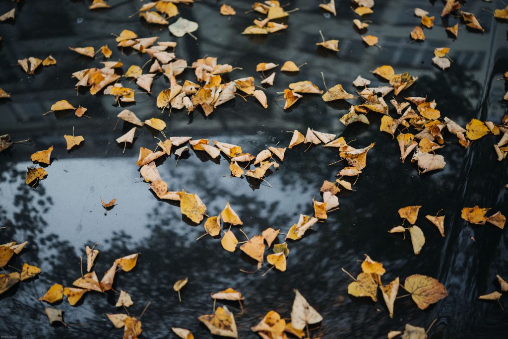 heart of leaves reflected in water